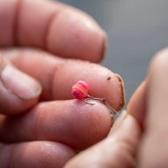 PELLET MICRO BAND'UM BANOFFE SONUBAITS PELLET MICRO BAND'UM BANOFFE SONUBAITS