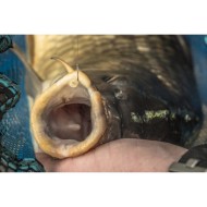 AMI PRESTON KKM-B EYED CON OCCHIELLO AMI PRESTON KKM-B EYED CON OCCHIELLO