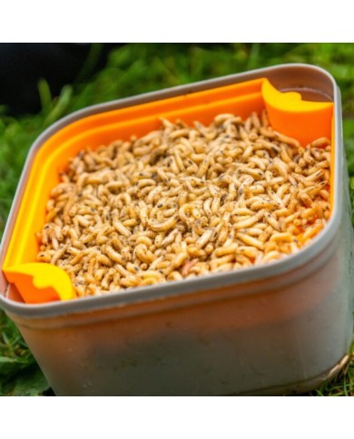 SETAGGIO PER BIGATTI GURU MAGGOT RIDDLE SETAGGIO PER BIGATTI GURU MAGGOT RIDDLE