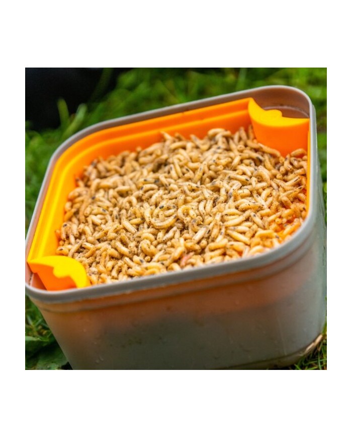 SETAGGIO PER BIGATTI GURU MAGGOT RIDDLE SETAGGIO PER BIGATTI GURU MAGGOT RIDDLE