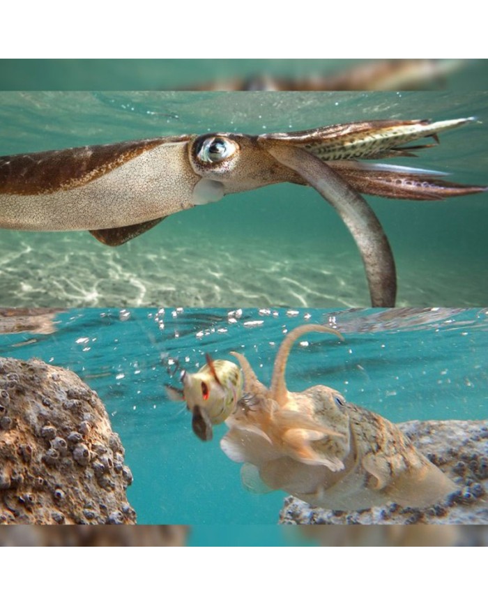 TOTANARE DTD WOUNDED FISH OITA 2.5 TOTANARE DTD WOUNDED FISH OITA 2.5