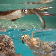 TOTANARE DTD WOUNDED FISH OITA 2.5 TOTANARE DTD WOUNDED FISH OITA 2.5