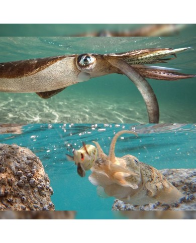 TOTANARE DTD WONDED FISH OITA 2.2 TOTANARE DTD WONDED FISH OITA 2.2