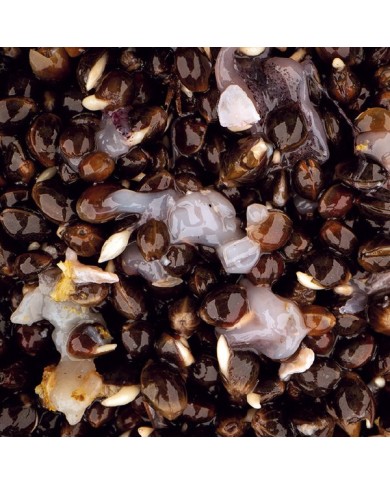 NASH SCOPEX SQUID HEMP