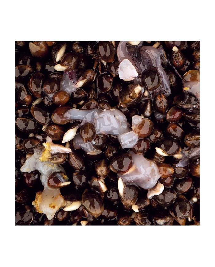 NASH SCOPEX SQUID HEMP NASH SCOPEX SQUID HEMP