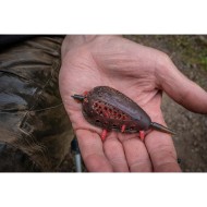 KORUM PASTURATORE GRUB FEEDER KORUM PASTURATORE GRUB FEEDER